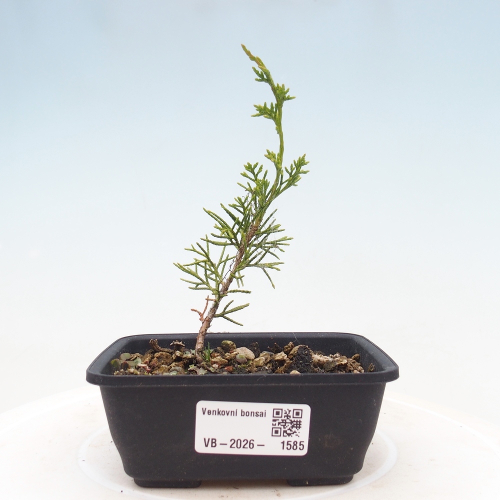 Bonsai für draußen - Juniperus chinensis Itoigawa