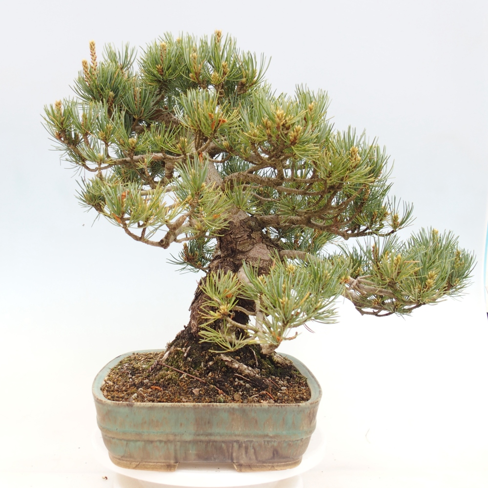 Bonsai für draußen - Pinus parviflora - Pinus parviflora