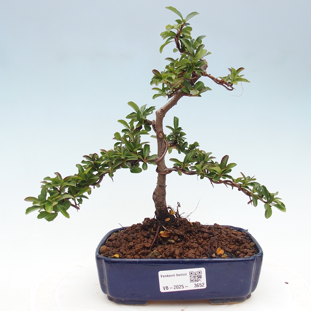 Freiland-Bonsai-Pyracantha Teton -Hlox