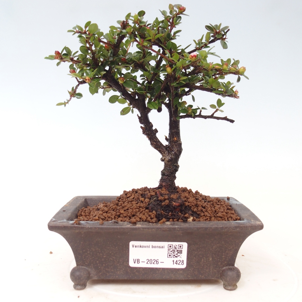 Bonsai für draußen - Cotoneaster horizontalis - Rocky Mountain