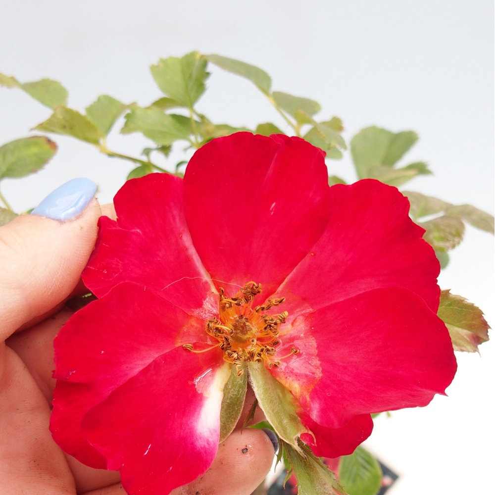 Bonsai für draußen - Rosa Kordes - Rose