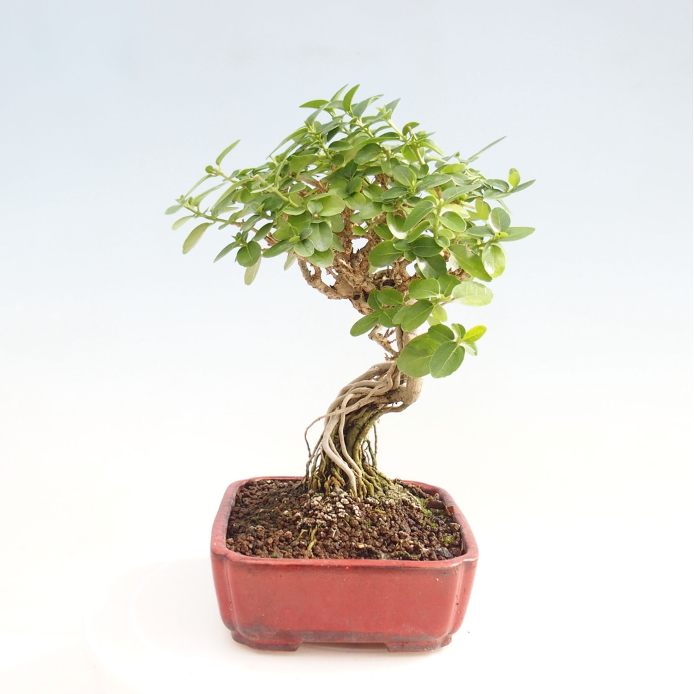 Zimmerbonsai - Premna serratifolia - Kozlovna malolista