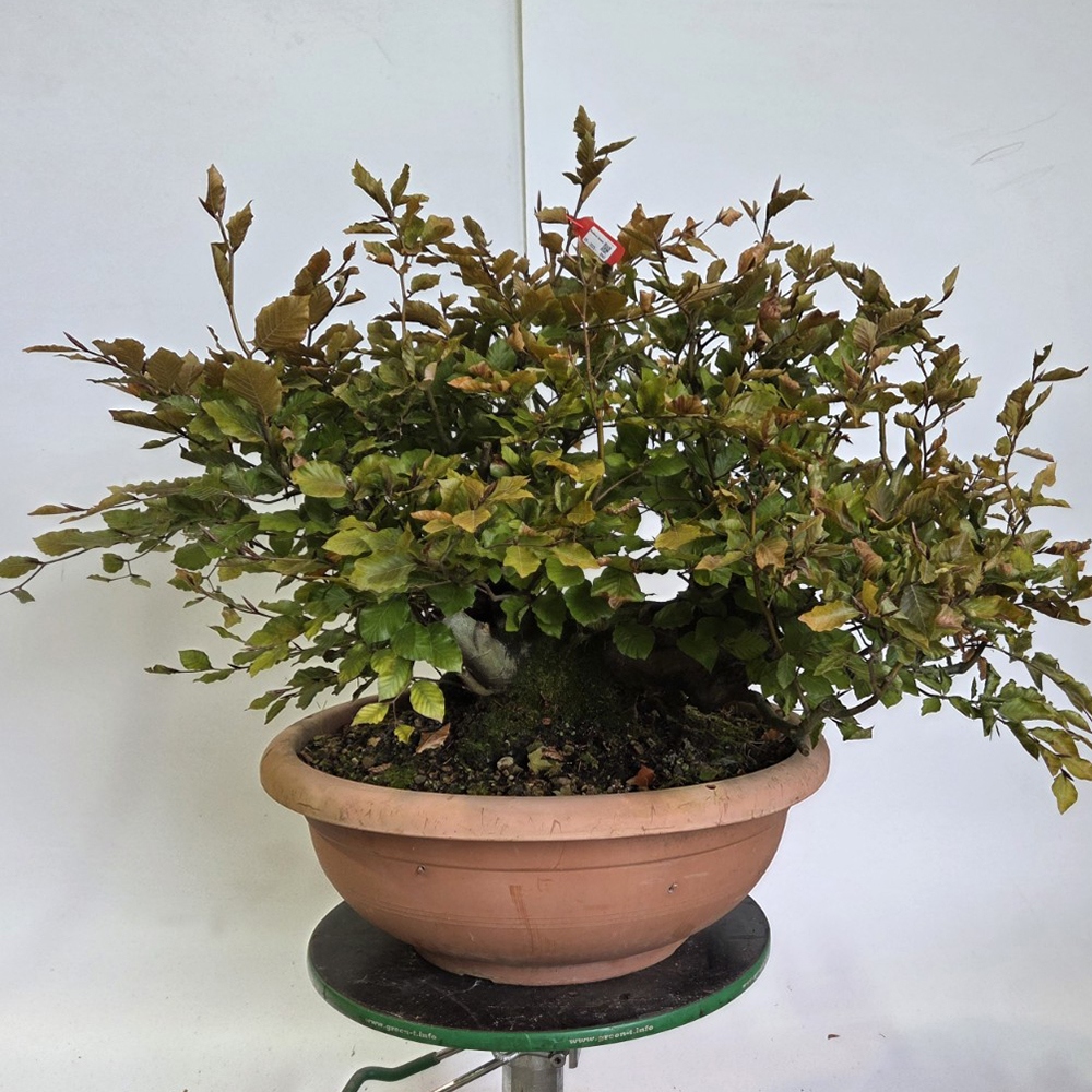 Freiland-Bonsai-Fagus sylvatica