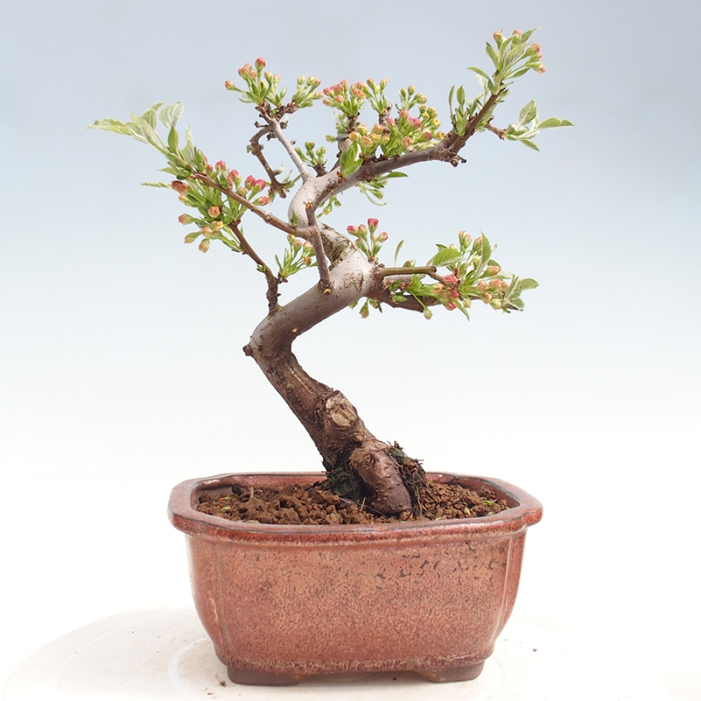 Outdoor Bonsai - Malus sargentii - Kleinfrüchtiger Apfelbaum