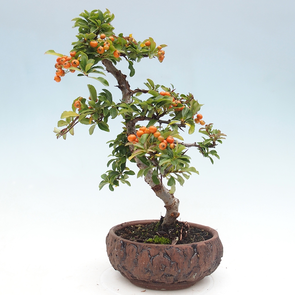 Freiland-Bonsai-Pyracantha Teton -Hlox