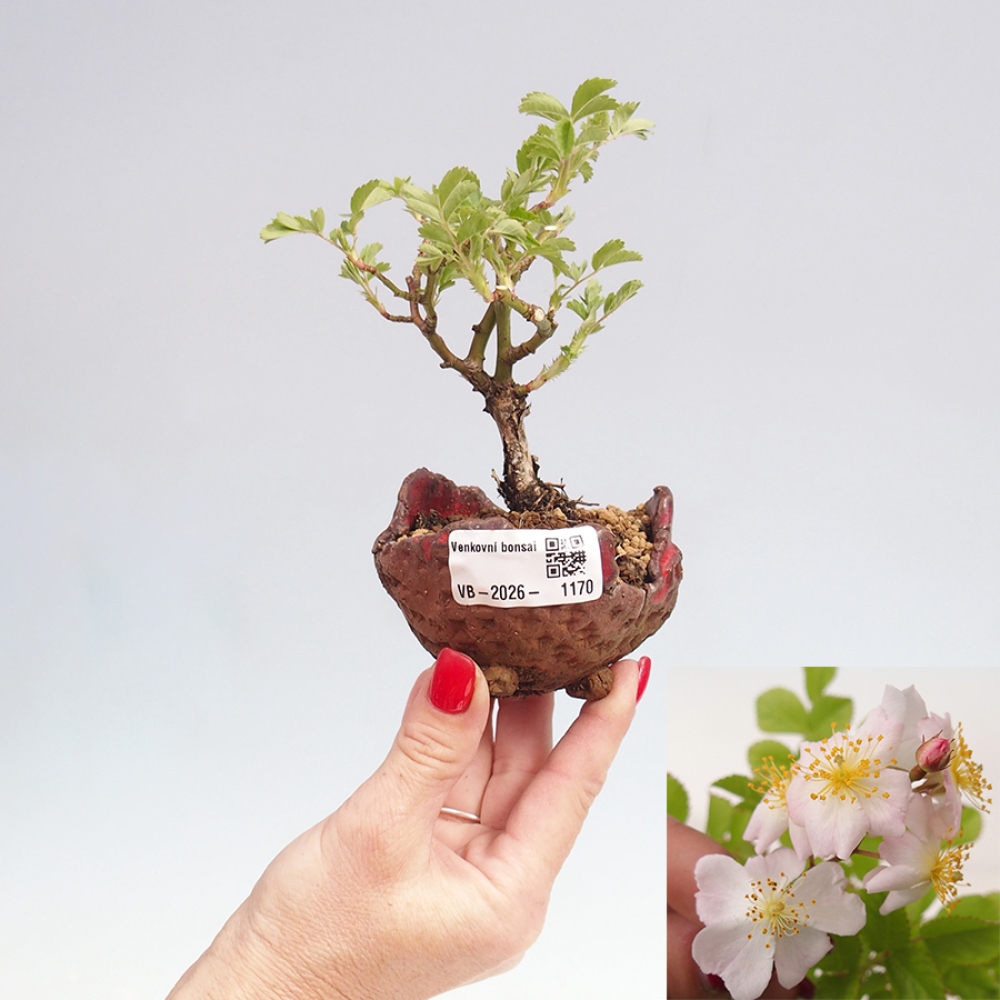 Bonsai für draußen - Rosa sp. - kleinblütige Rose