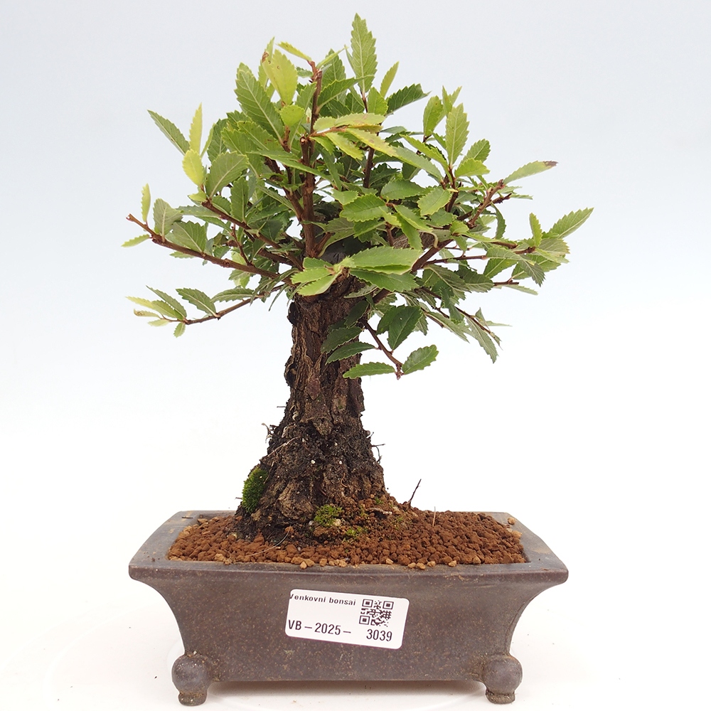 Bonsai für draußen - Zelkova - Zelkova NIRE