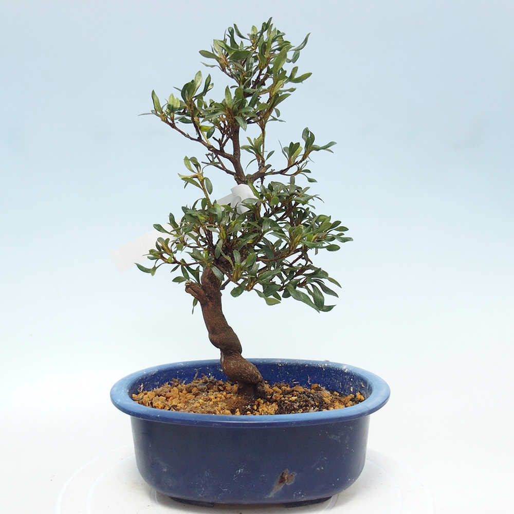 Bonsai für draußen - Japanische Azalee - Azalee CHIHIRO