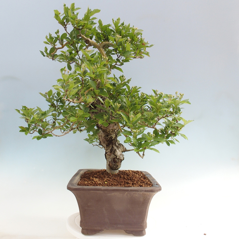 Bonsai für draußen - Weißdorn - Crataegus cuneata