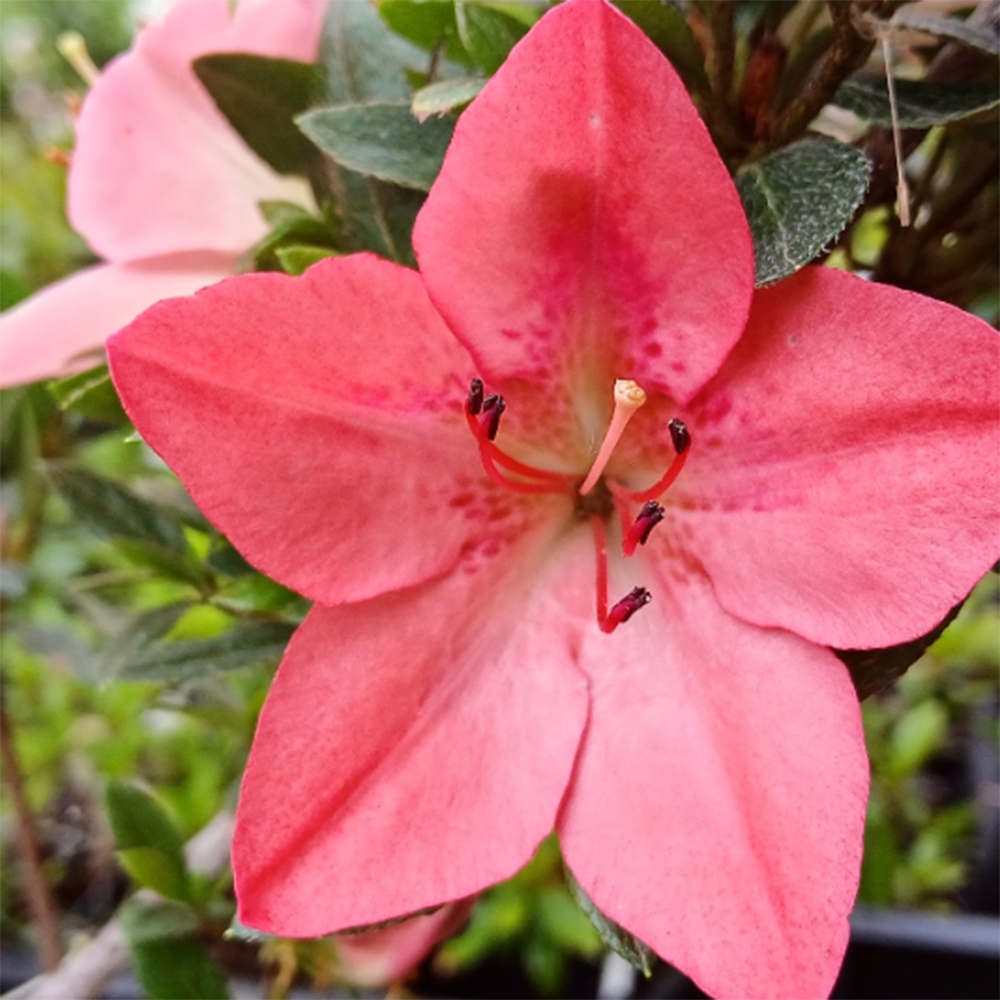 Bonsai für draußen - Japanische Azalee - Azalee Akari