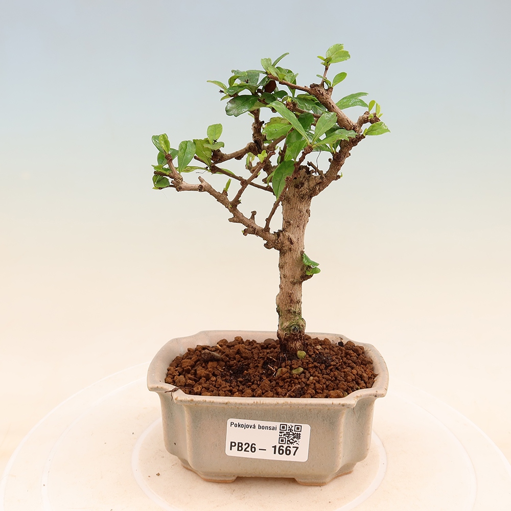 Zimmer-Bonsai - Carmona macrophylla - Tee-Fuki