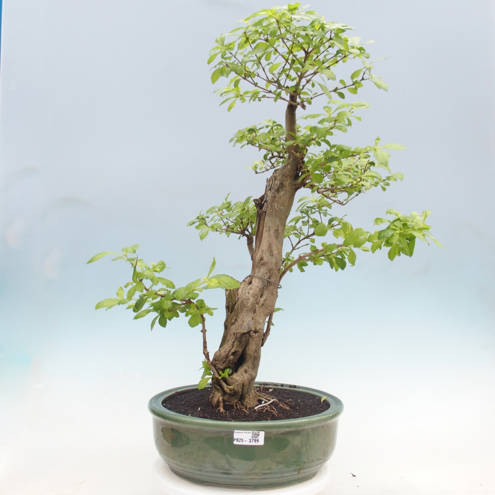 Zimmerbonsai - Duranta erecta Aurea - NUR PERSÖNLICHE ABHOLUNG oder Palettentransport