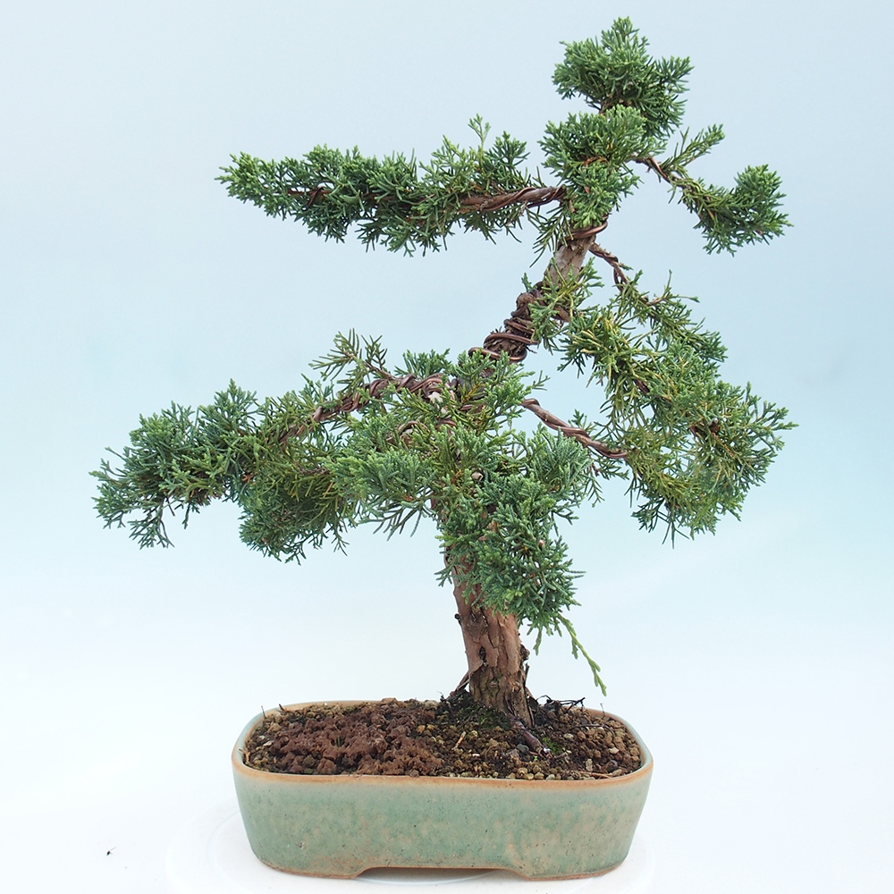 Bonsai für draußen - Juniperus chinensis Kishu