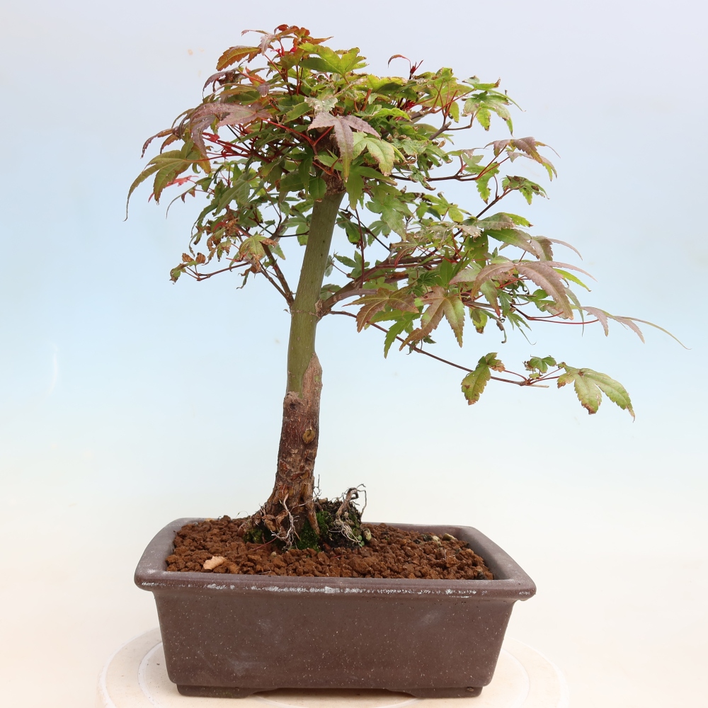 Bonsai für draußen - Acer palmatum DESHOJO