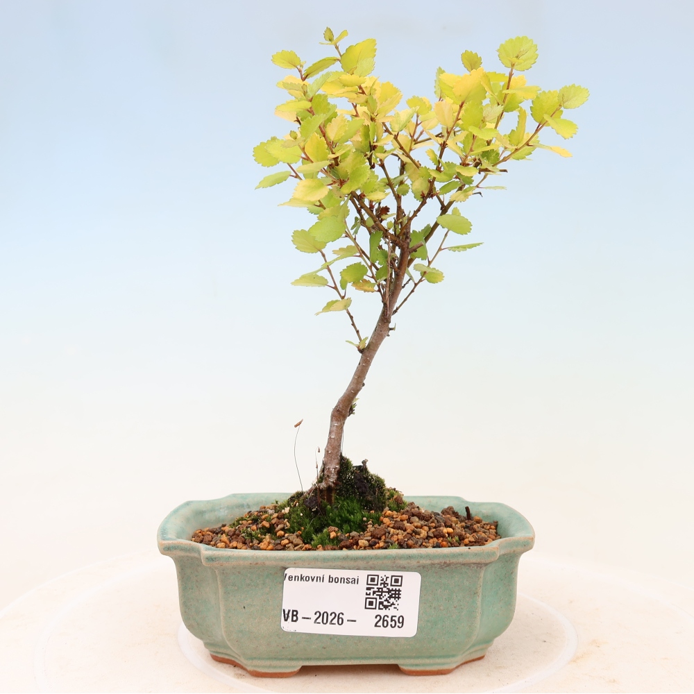 Bonsai für den Außenbereich – Zwergbirke – Betula NANA Golden Treasure