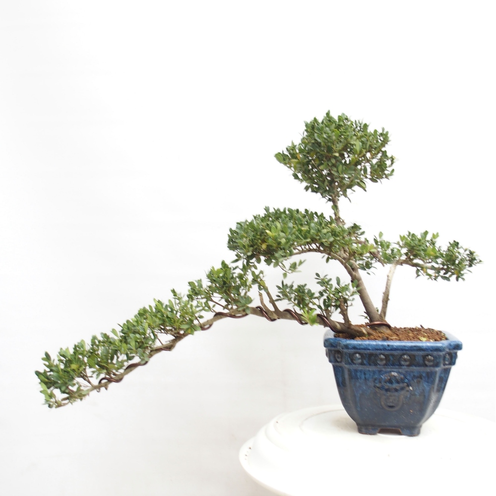 Zimmer Bonsai - Ilex crenata - Stechpalme