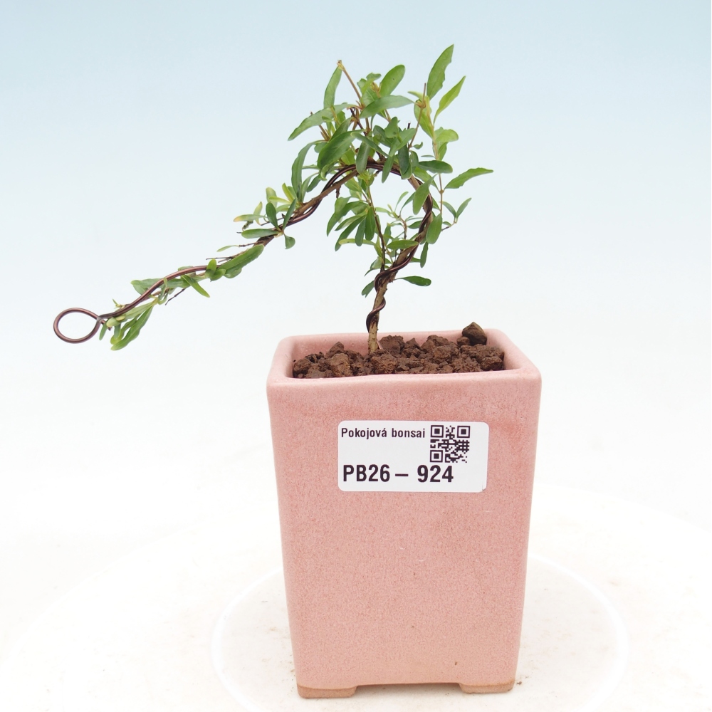 Zimmer-Bonsai-PUNICA granatum nana-Apfel-Granatapfel