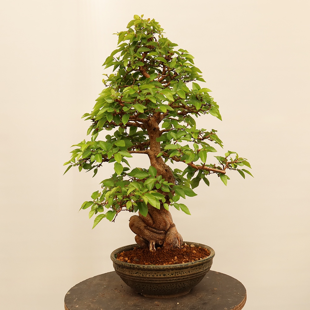 Bonsai für draußen - Karpinus Coreana - Koreanische Hainbuche