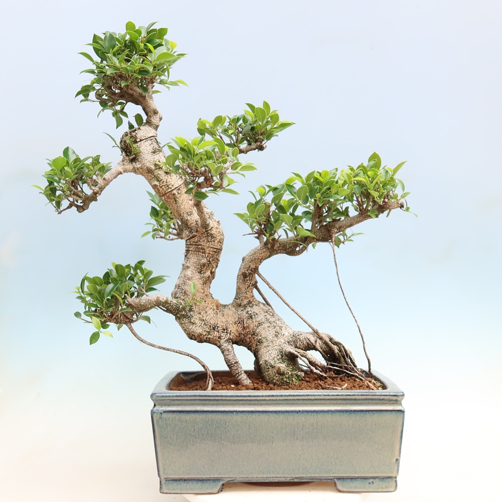 Zimmerbonsai - Ficus kimmen - Kleinblättriger Ficus