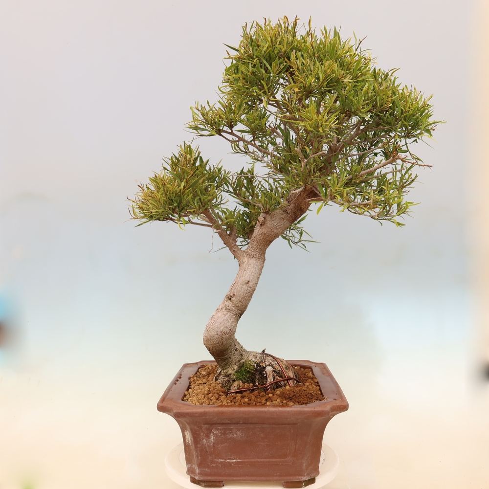 Zimmerbonsai - Ficus nerifolia - Kleinblättriger Ficus