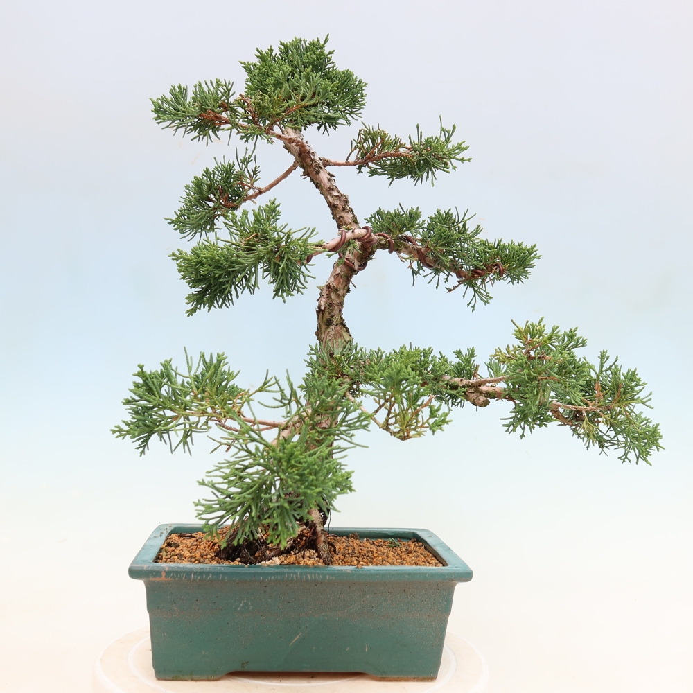 Bonsai für draußen - Juniperus chinensis Kishu