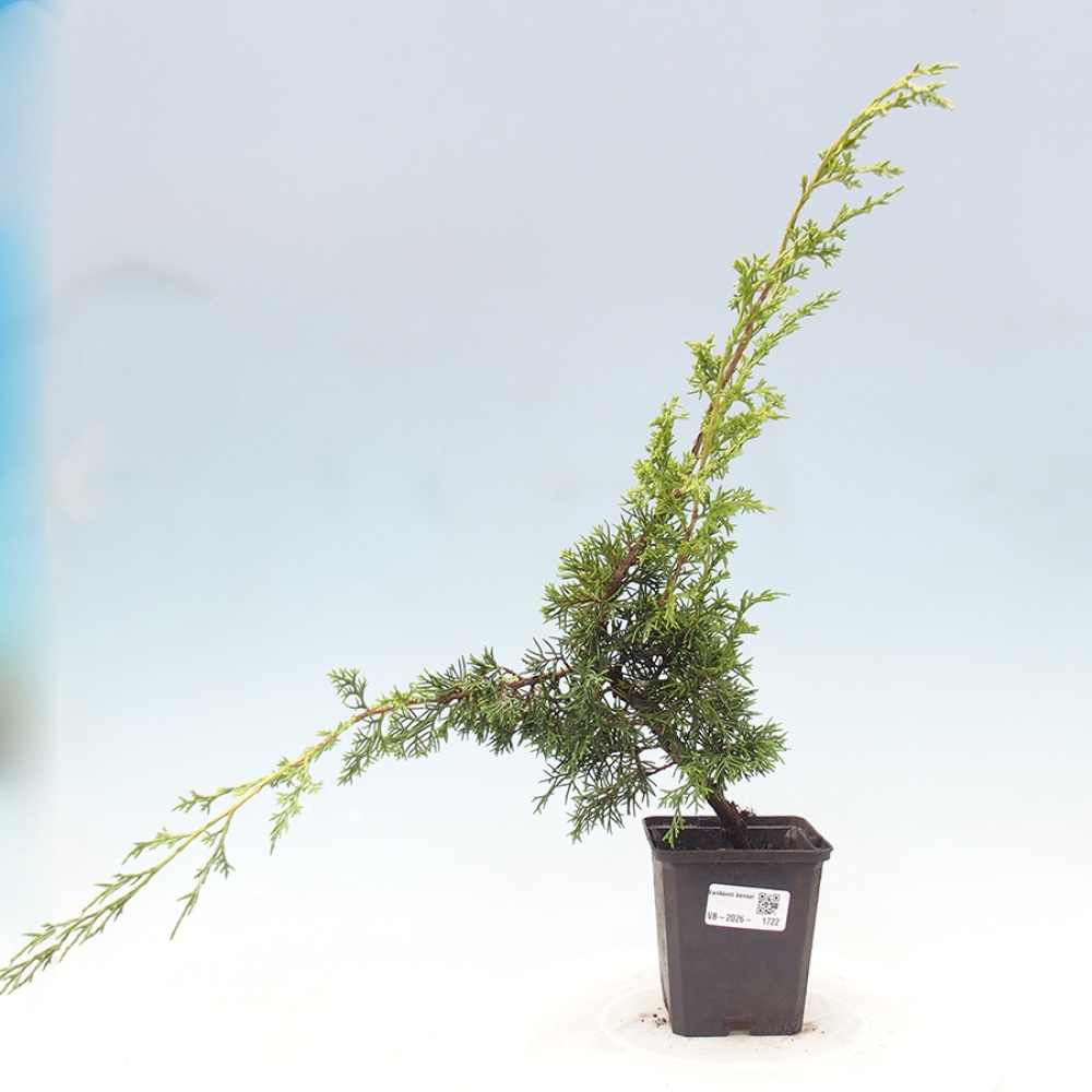Bonsai für draußen - Juniperus chinensis Itoigawa