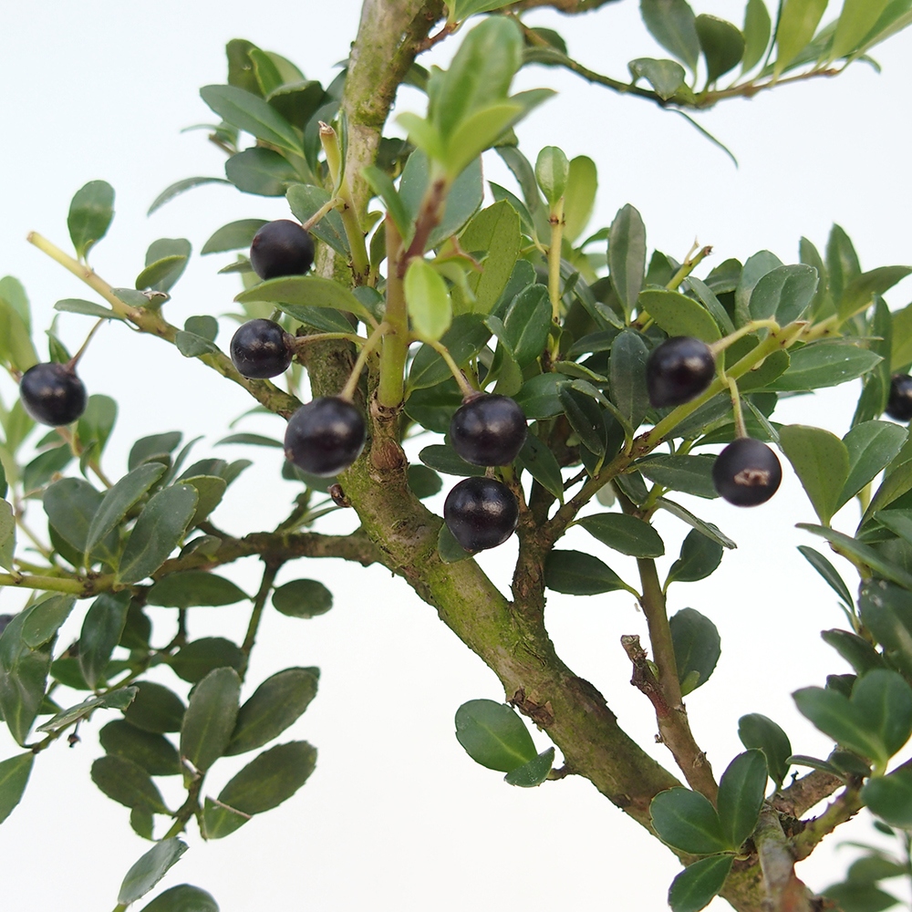 Kokedama mit Untersetzer – Ilex crenata – Stechpalme