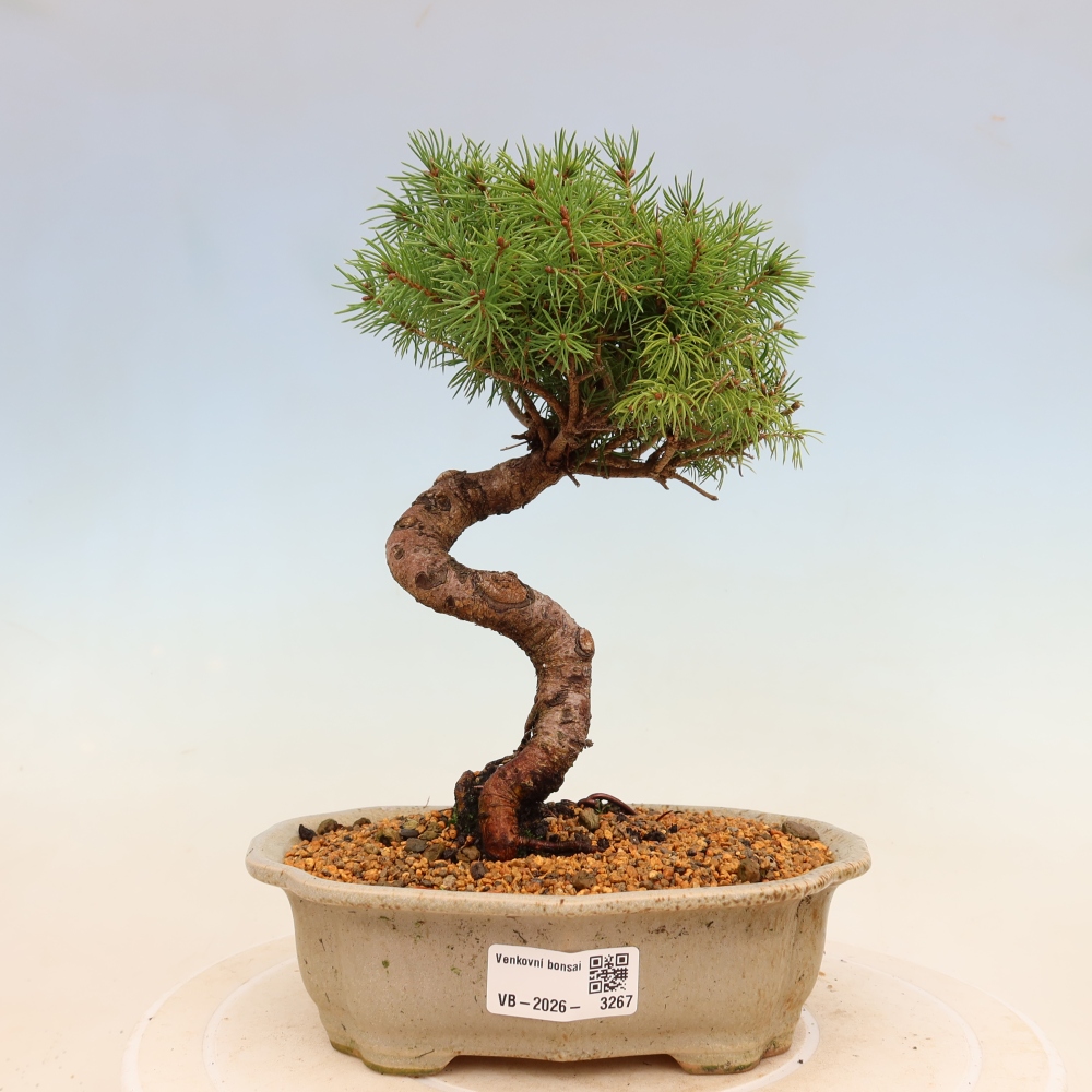 Bonsai für draußen - Fichte - Picea glauca globe