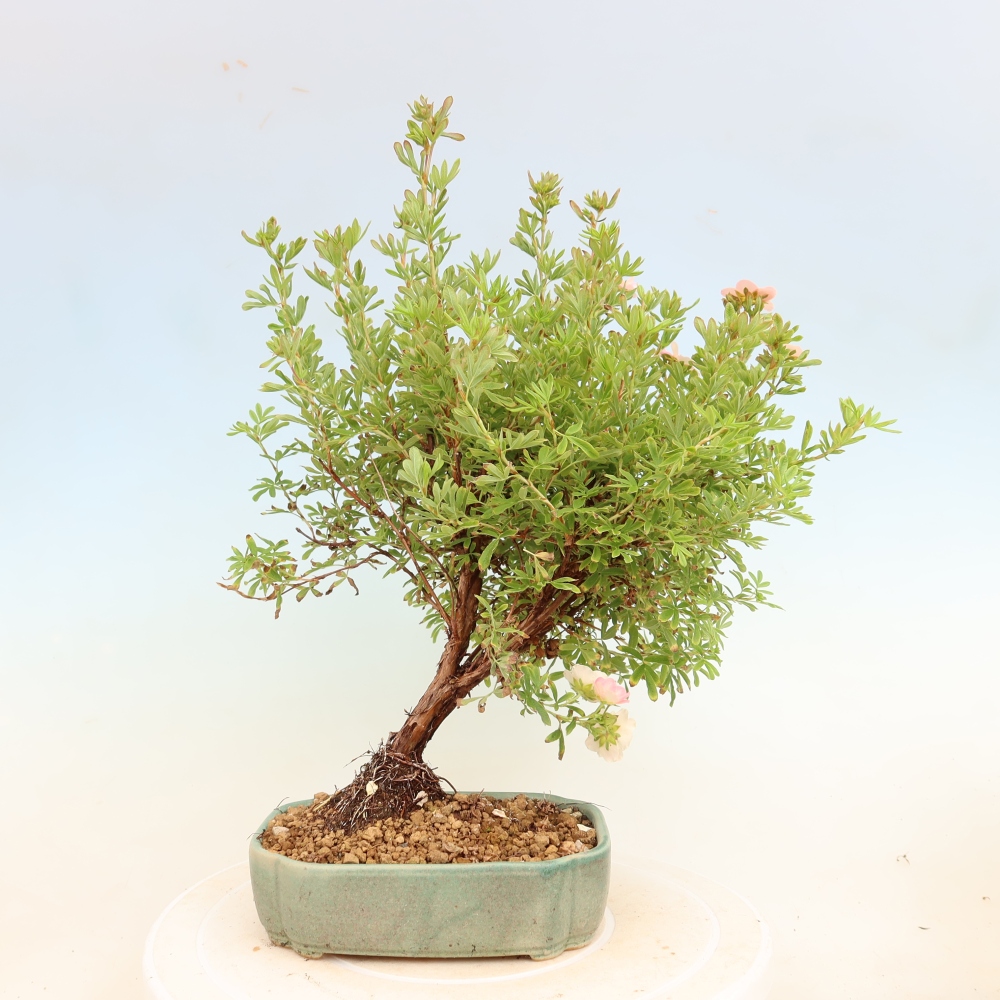 Bonsai für den Außenbereich – Strauch-Fingerkraut – Potentilla fruticosa Bellissima