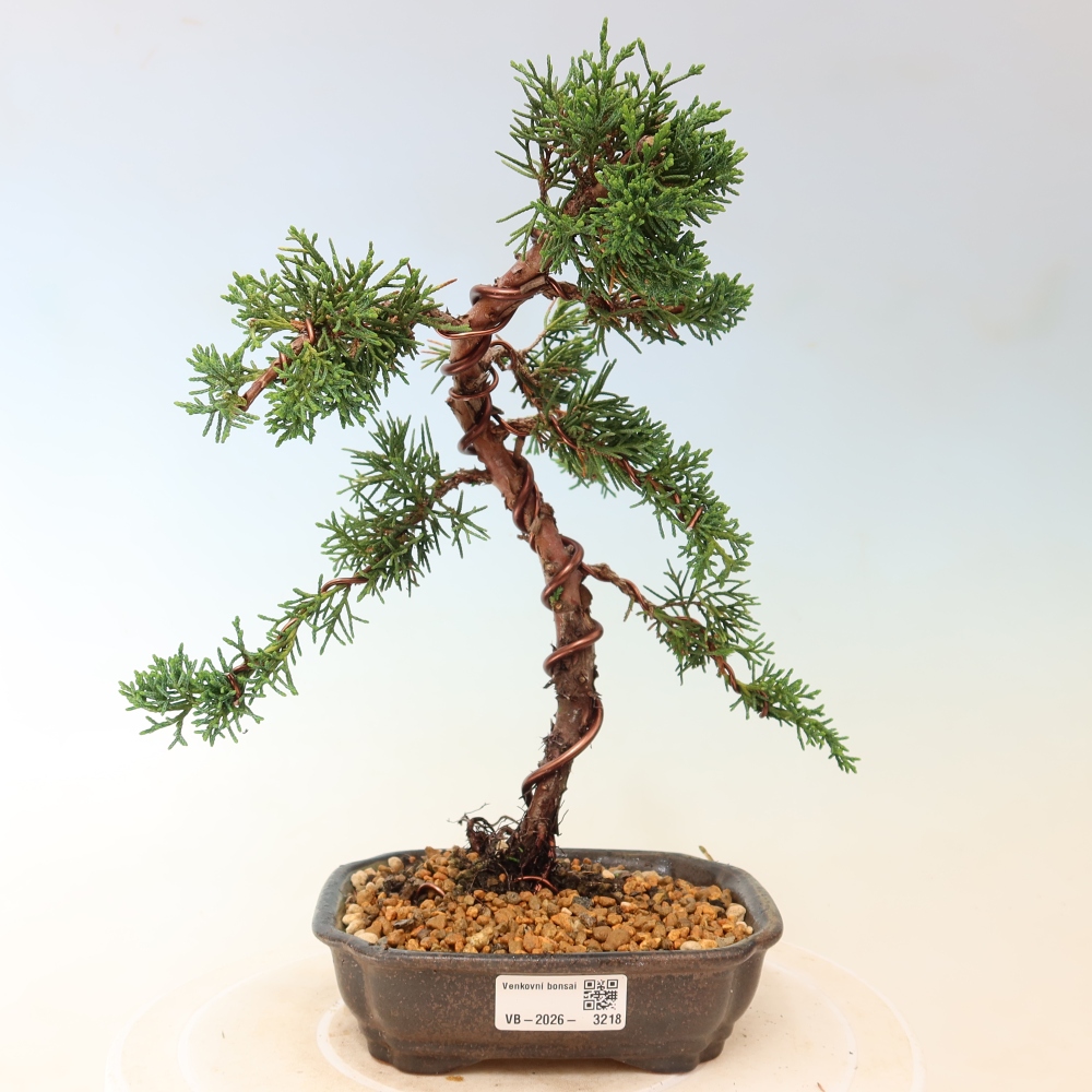 Bonsai für draußen - Juniperus chinensis Kishu