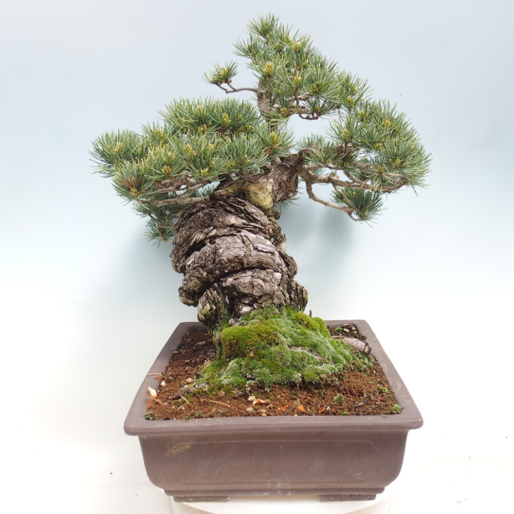 Bonsai für draußen - Pinus parviflora - Pinus parviflora