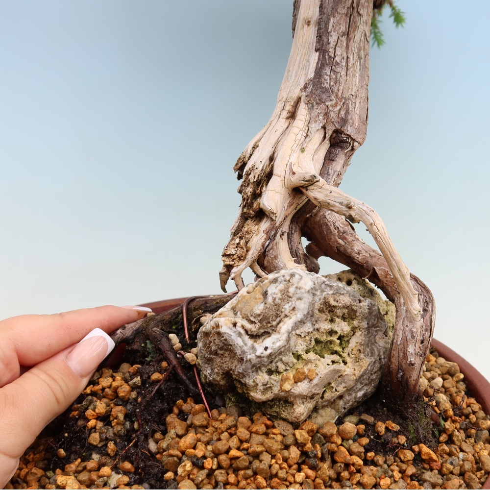 Bonsai für den Außenbereich – Juniperus squamata – Schuppiger Wacholder