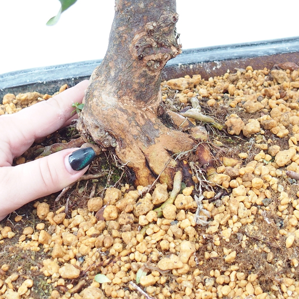 Bonsai für draußen - Japanische Azalee - Azalea Kisshoten