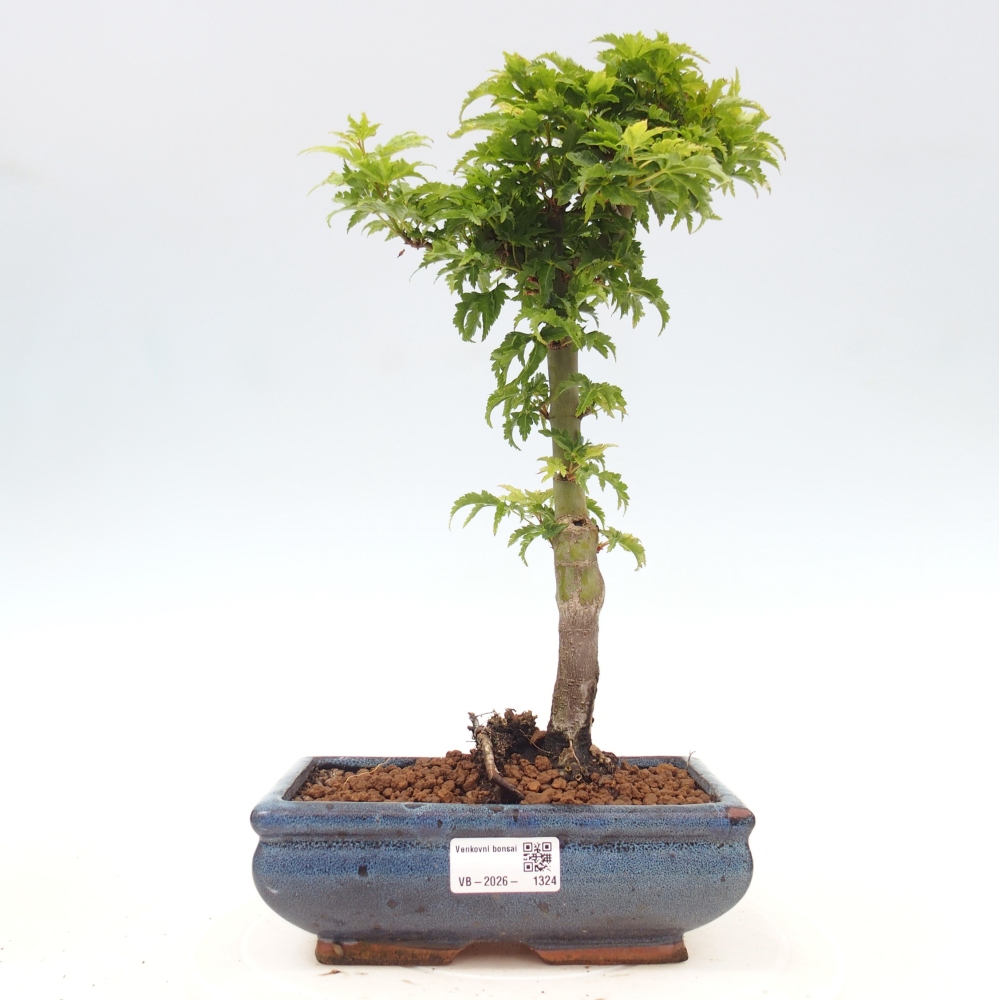 Bonsai für draußen -Javor-Palme Acer palmatum Shishigashira