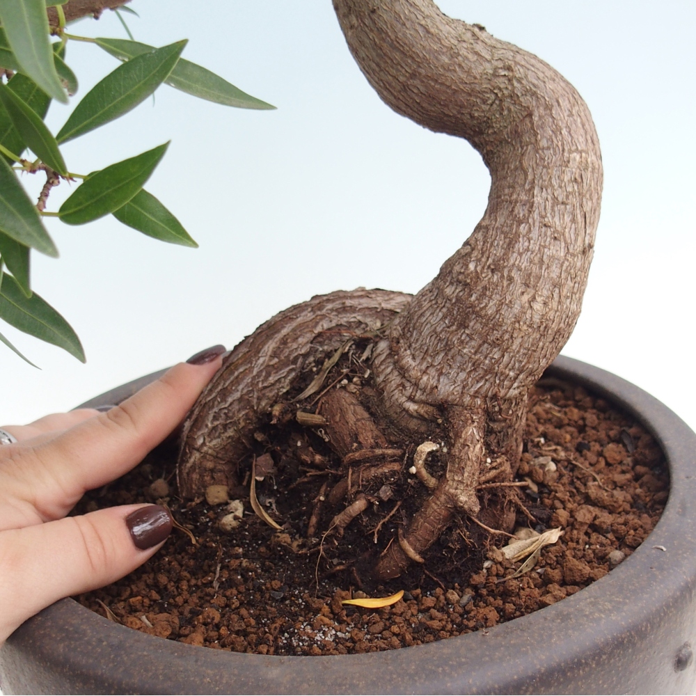 Zimmerbonsai - Ficus nerifolia - Kleinblättriger Ficus