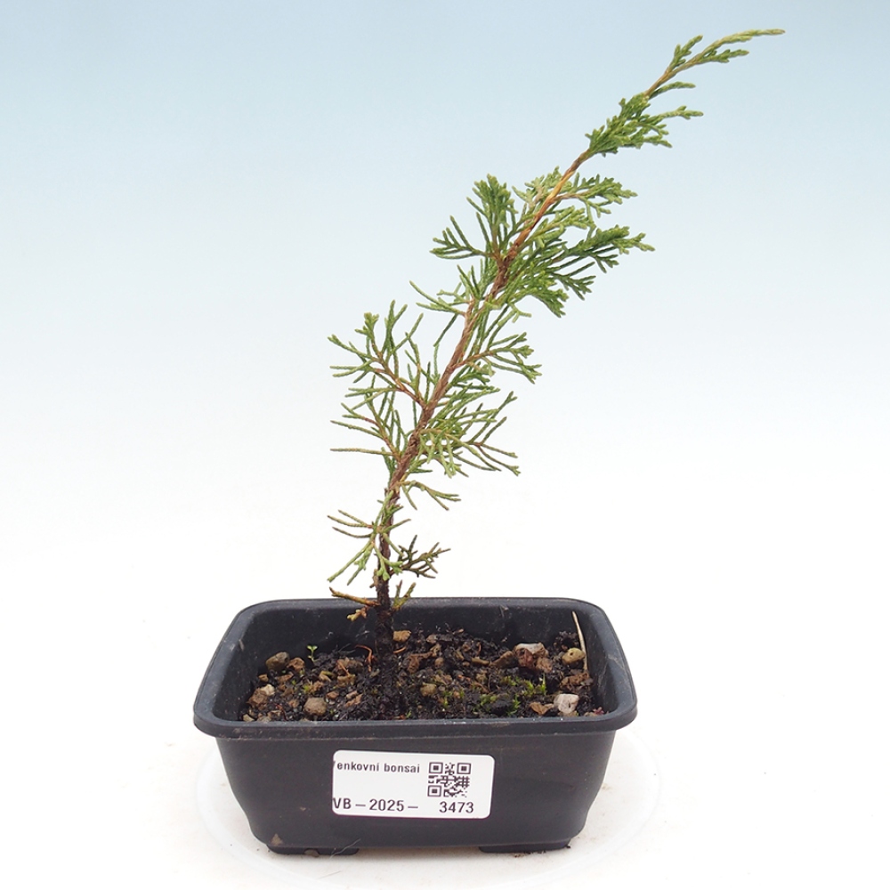 Bonsai für draußen - Juniperus chinensis Itoigawa