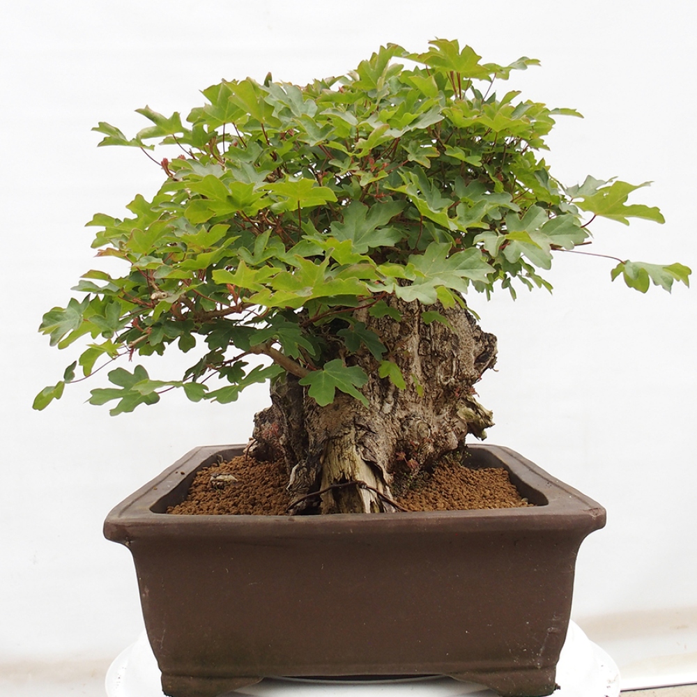 Bonsai für draußen - Französischer Ahorn - Acer Nonspessulanum
