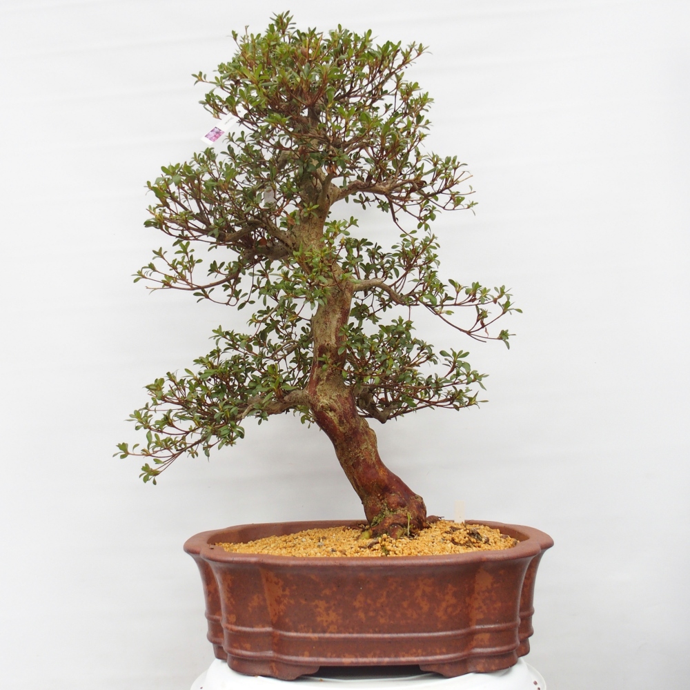Bonsai für draußen - Japanische Azalee - Azalea Shunen