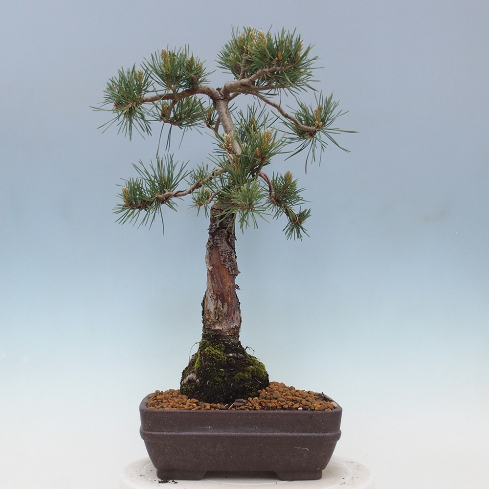 Bonsai für draußen - Pinus Sylvestris Watererri - Waldkiefer