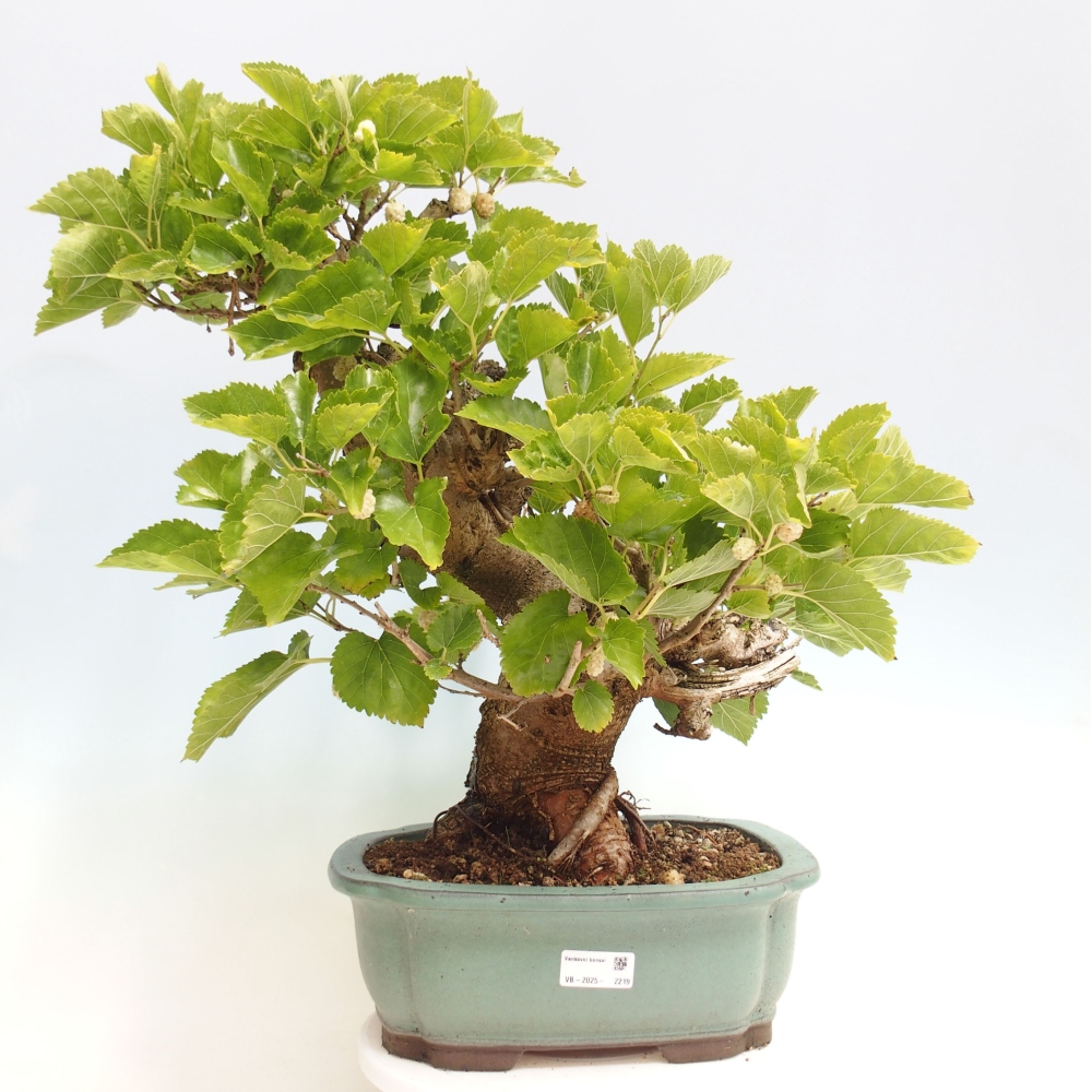 Bonsai für draußen -Morus alba - Maulbeere