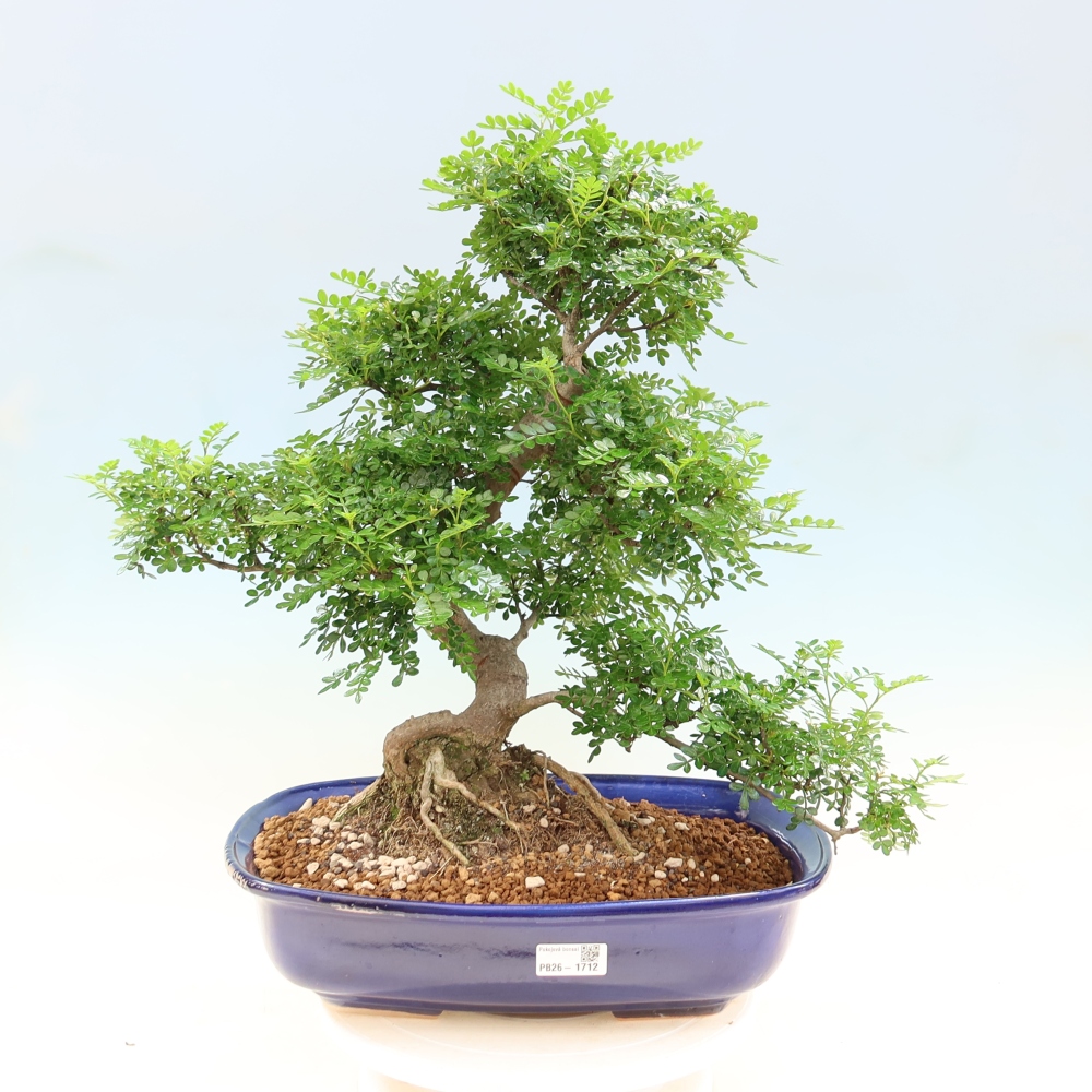 Zimmer Bonsai - Zantoxylum piperitum - Pfefferbaum