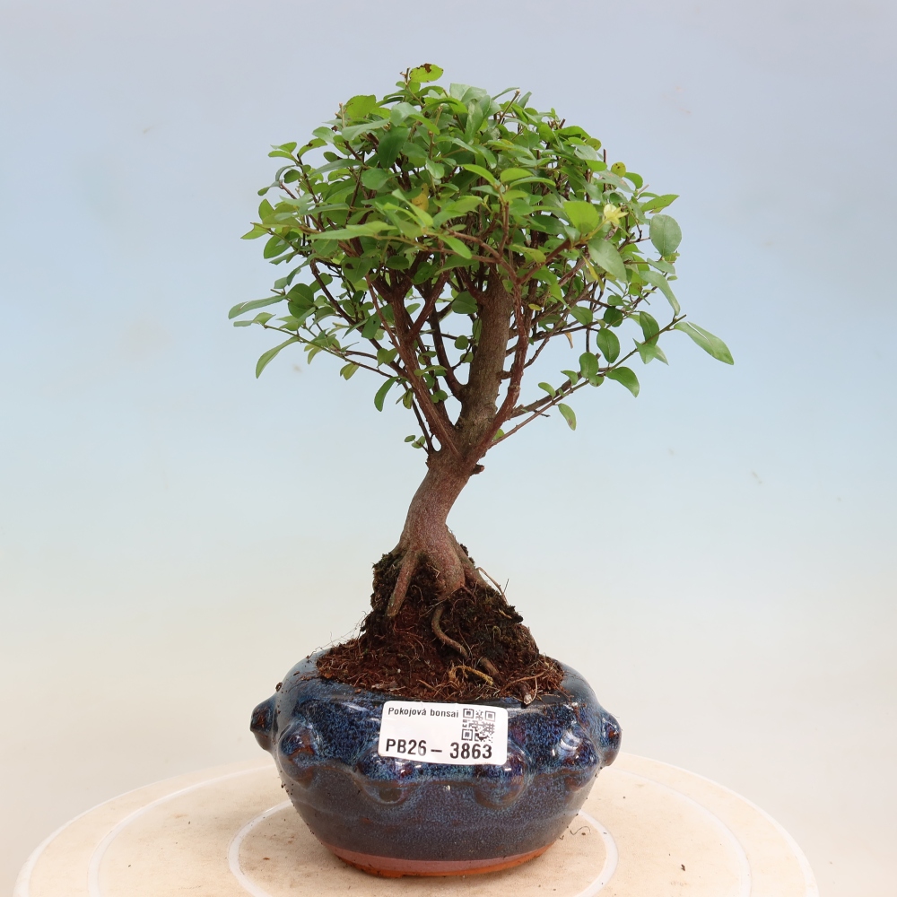 Zimmer Bonsai - Sageretia thea - Sageretia thea