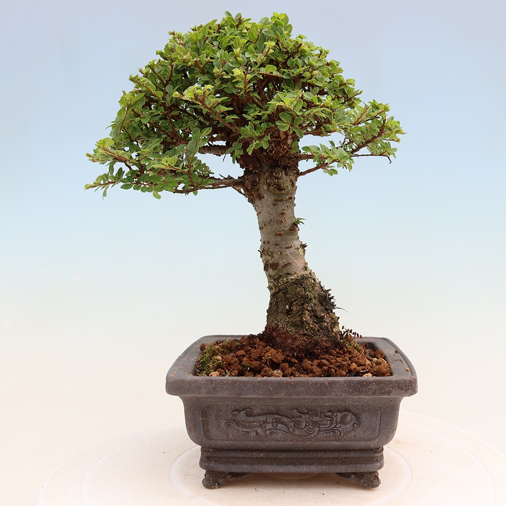 Bonsai für draußen - Ulmus parvifolia Sagei - Kleinblättrige Ulme