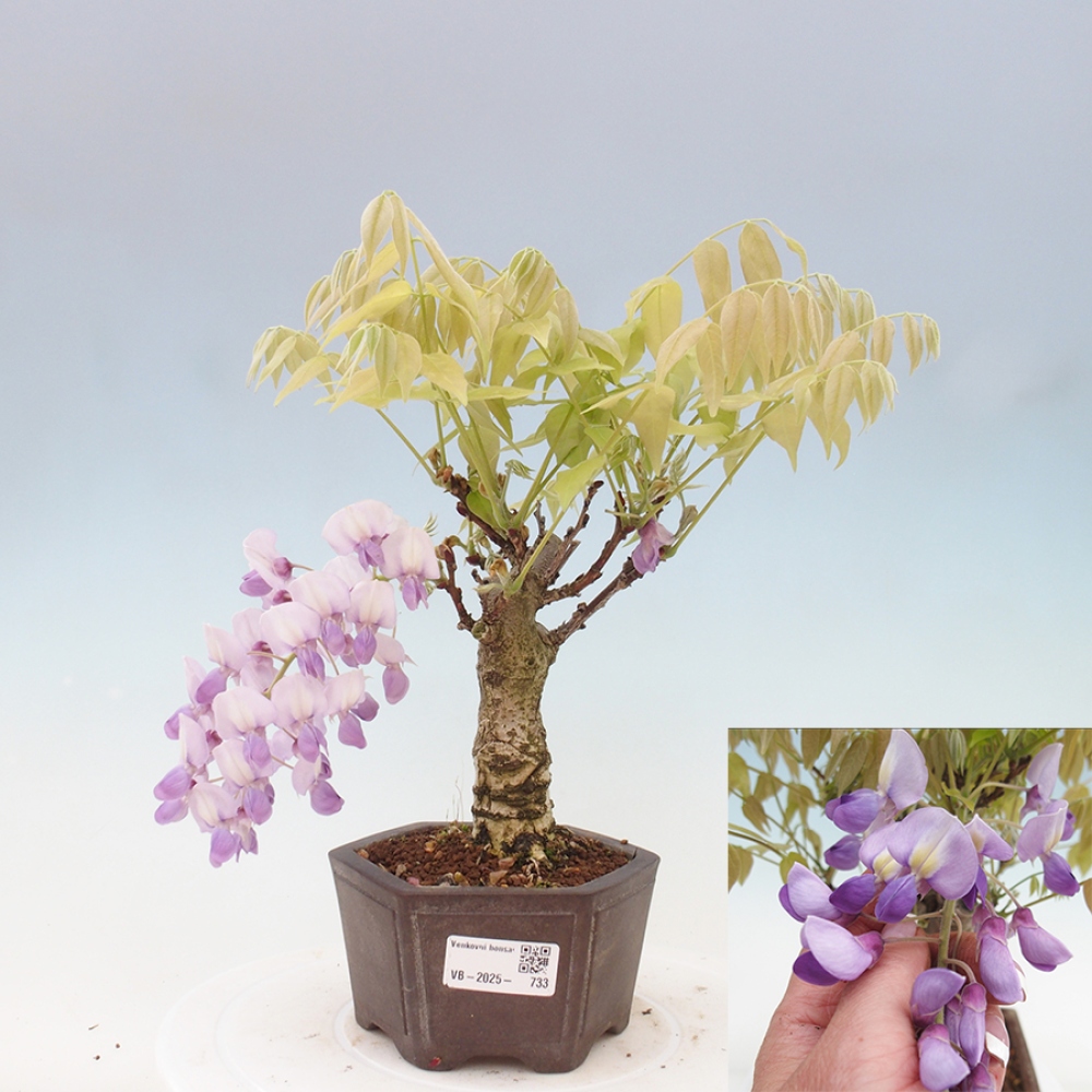 Bonsai für draußen - Wisteria floribunda