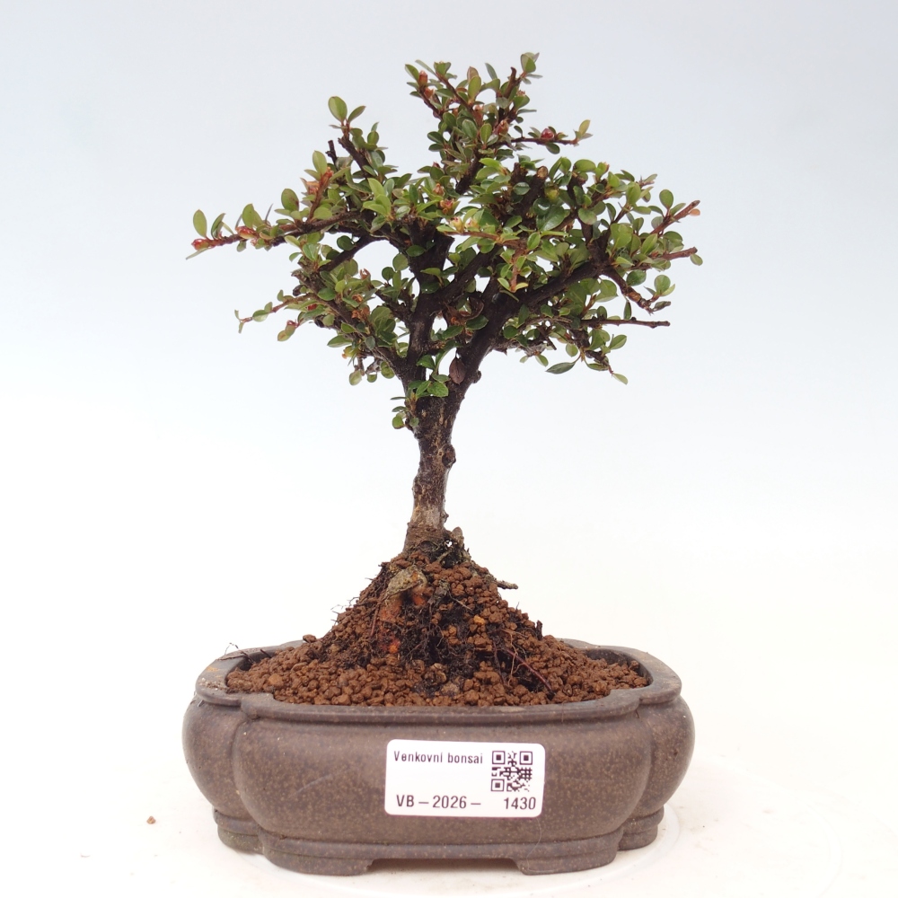 Bonsai für draußen - Cotoneaster horizontalis - Rocky Mountain
