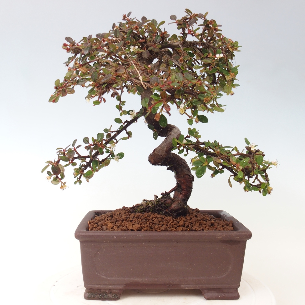 Freiland-Bonsai-Cotoneaster dammeri - Damer's Rock
