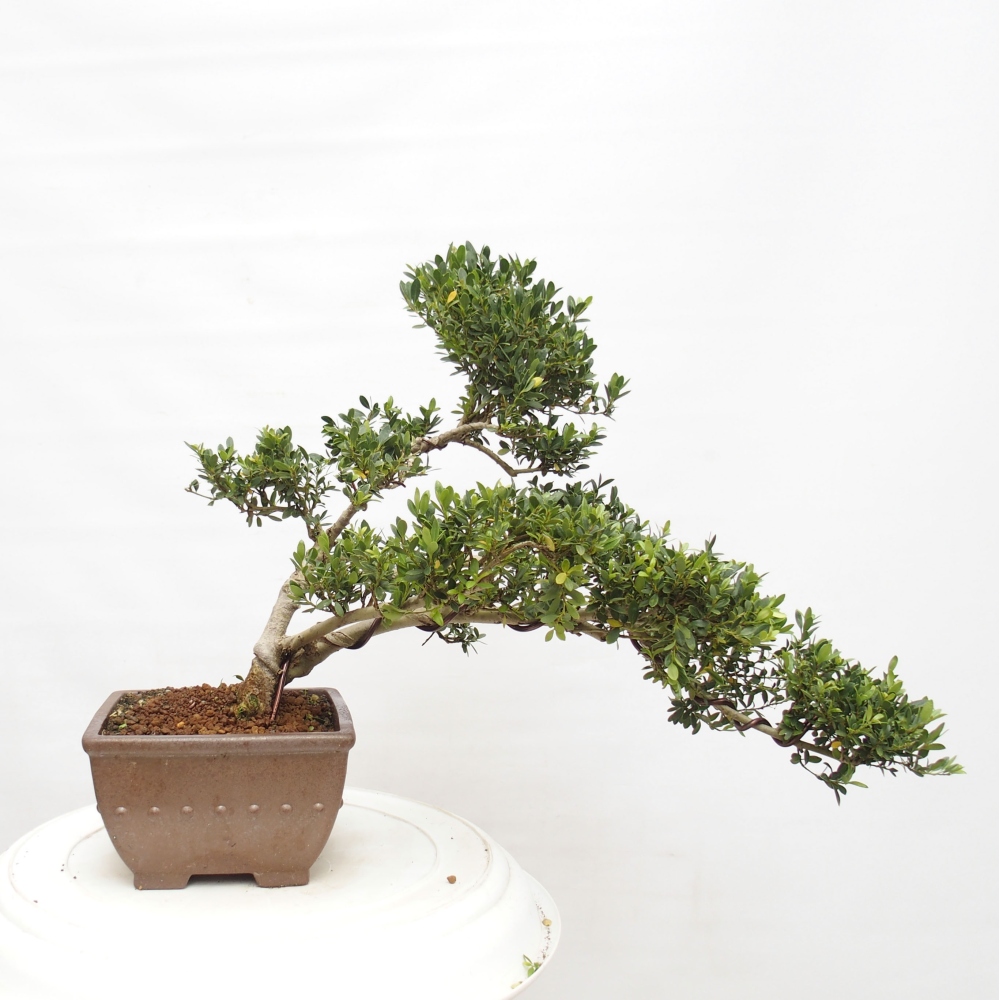 Zimmer Bonsai - Ilex crenata - Stechpalme