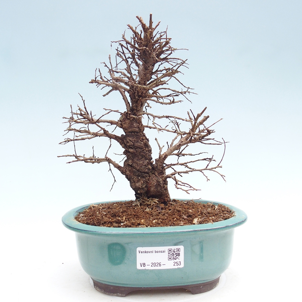 Bonsai für draußen - Zelkova - Zelkova NIRE