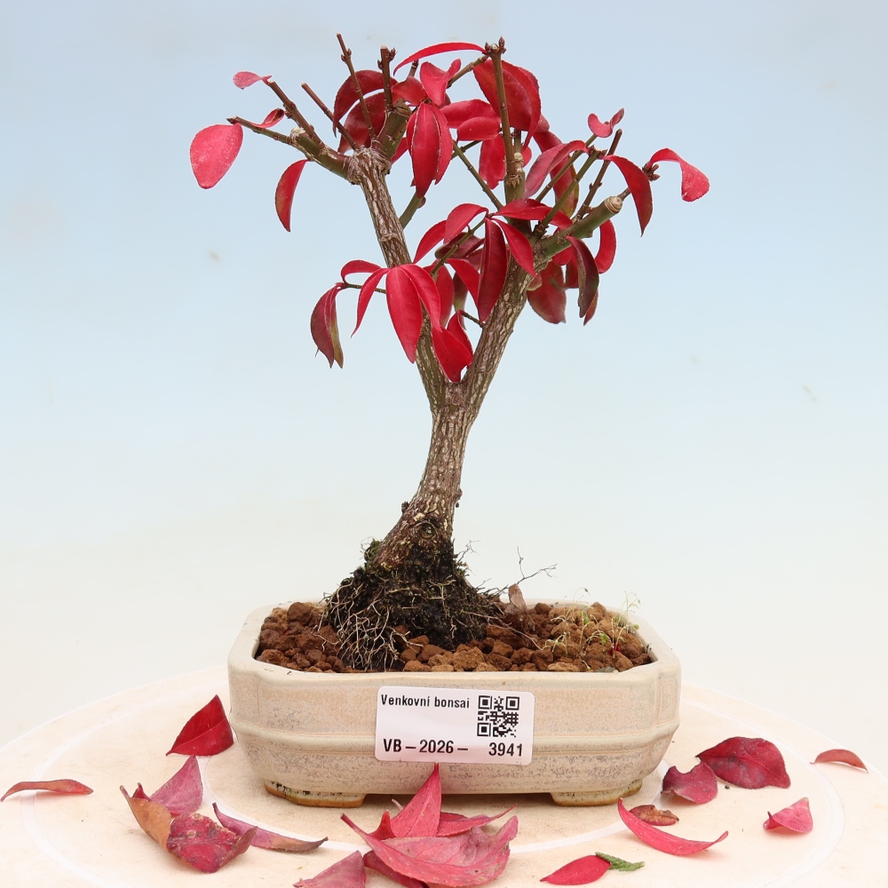 Bonsai für den Außenbereich – Euonymus alatus comactus – Flügel-Spindelstrauch