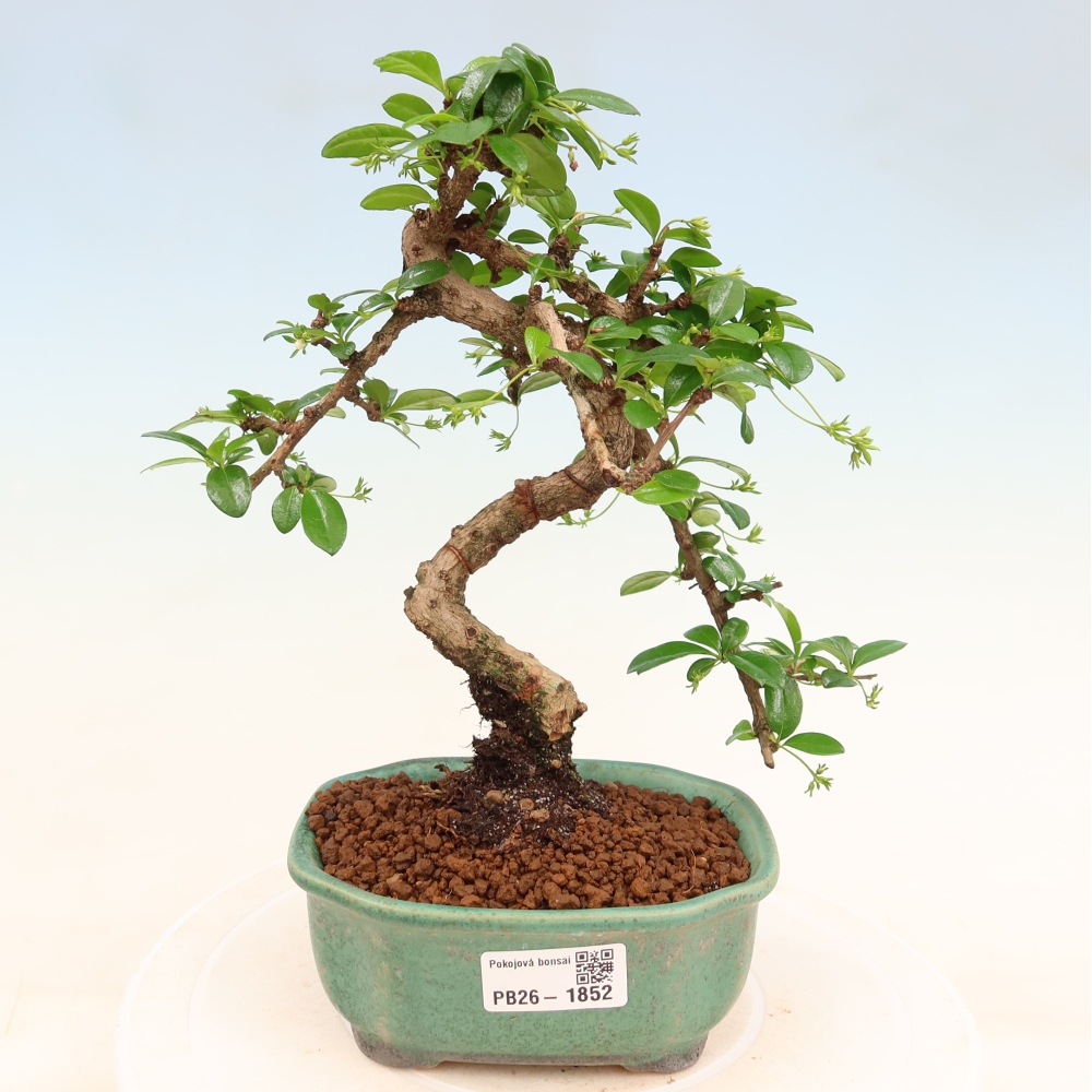 Zimmer-Bonsai - Carmona macrophylla - Tee-Fuki